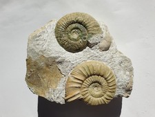 Traum Ammoniten Stufe - Malm - Bischberg - alte Sammlung - Orthosphinctes