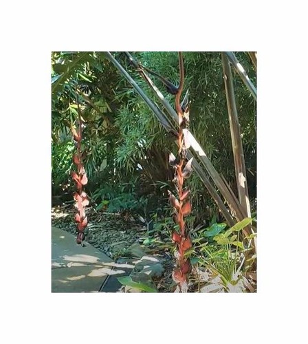 Heliconia pogonantha var - 3x,