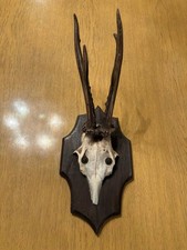 Schönes Rehbock Gehörn