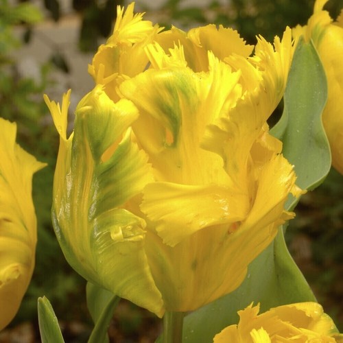 Gelbe papageien tulpen - 10,