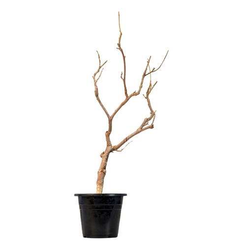 Glyzinien bonsai baum - glyzinien-bonsai-baum, –