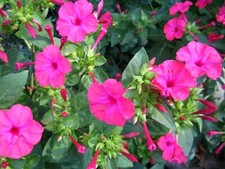 Wunderblume Mirabilis Jalapa 25 Samen pink-violett aus Ernte 2024