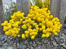 STAUDEN-STEINKRAUT, auch Felsen-Steinkraut, mehrjährig, Blumensamen