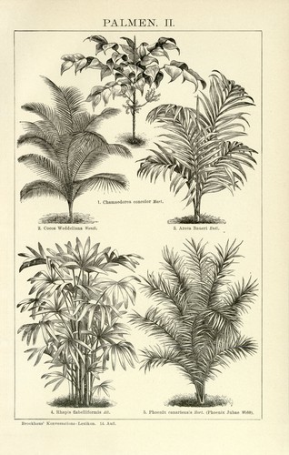 Palmen bergpalme betelpalme - palmen,