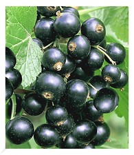 Johannisbeeren 'Schwarze Titania', 1 Strauch, Ribes nigrum