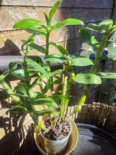 Große dendrobium nobile - große,