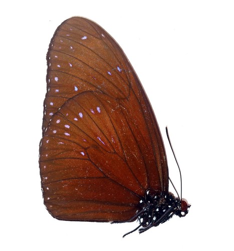 Lepidoptera nymphalidae - lepidoptera,,