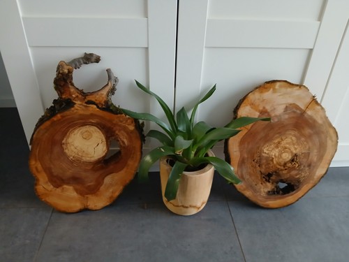 Deko hohle apfelbaum - deko,