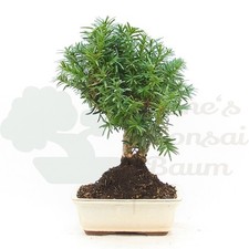 Bonsai eibe hybrid taxus - bonsai,
