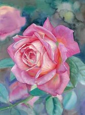 Rose in Blüte. kleines