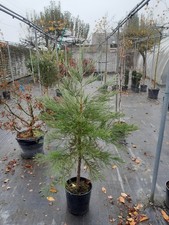 Sequoiadendron giganteum