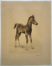 Fohlen, Radierung, handsigniert, Künstler unbekannt