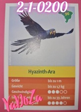 Entdecke Brasilien- Hyazinth