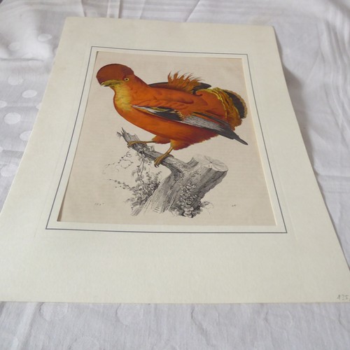 Vogel lithographie - vogel-lithographie, /