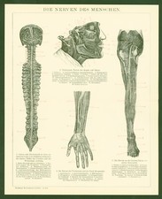 Druck anno 1896 medizin - druck,