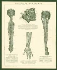 Druck anno 1896 - Medizin Nerven Anatomie Nervus Plexus Rückenmark Axone ZNS