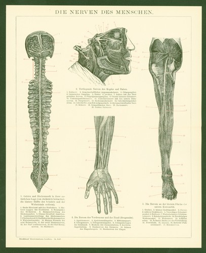 Druck anno 1896 medizin - druck,