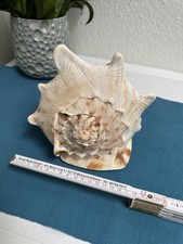 Große Echte Helmschnecke