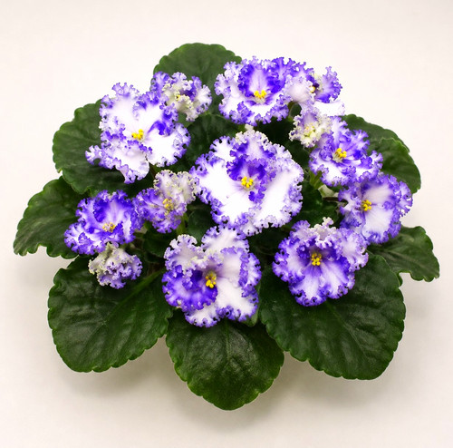 Usambaraveilchen curly ocean - curly,