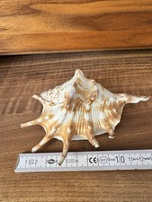 Große Muschel Deko Lambis Aquarium 