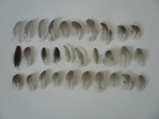 Basteln Hobby 30 Federn Bastelfedern Vogelfedern Hühnerfedern Taubenfedern mini