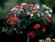 Wandelrose exotische duftende