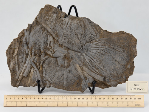 Seltene fossile crinoid - seltene,
