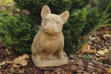 Französische Bulldogge