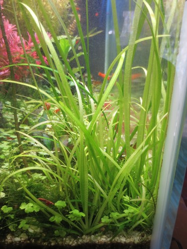 Aquarium wasser pflanze - wasser,