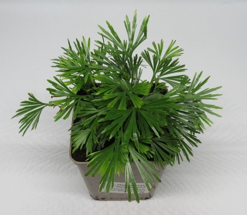 Actiniopteris australis farn - actiniopteris, -farn
