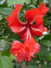 Hibiskus El Capitolio Red Pflanze Baum