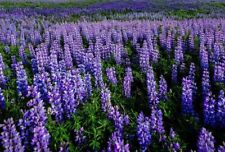 2000 Samen süß Lupine