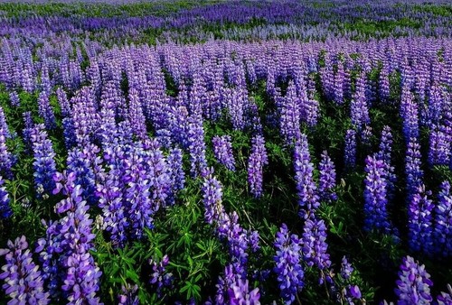 Samen lupine süßlupine - samen,