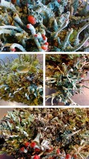 Moos & Flechten Mix für