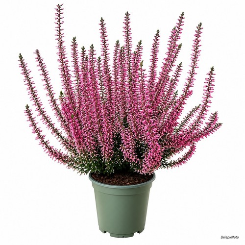 Stück knospenheide calluna - knospenheide,