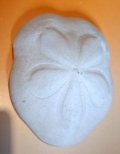  Kuriosität GROSSER FOSSILER