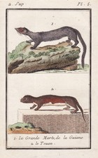 Touan-Spitzmausbeutelratte