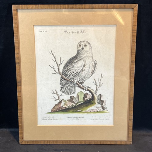 Original kupferstich - original,