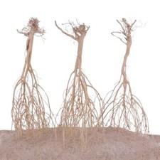 Sahara Wurzel 3 Stück 25-35cm Fingerwurzel Echtholz Deko Aquascaping Aquarium 