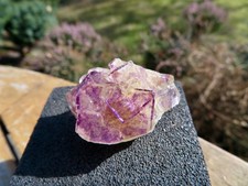 ⚒ Fluorit Purple Bunny