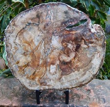 XL Scheibe versteinertes Holz 2,57 Kg, tolles Sammlerstück mit Ständer