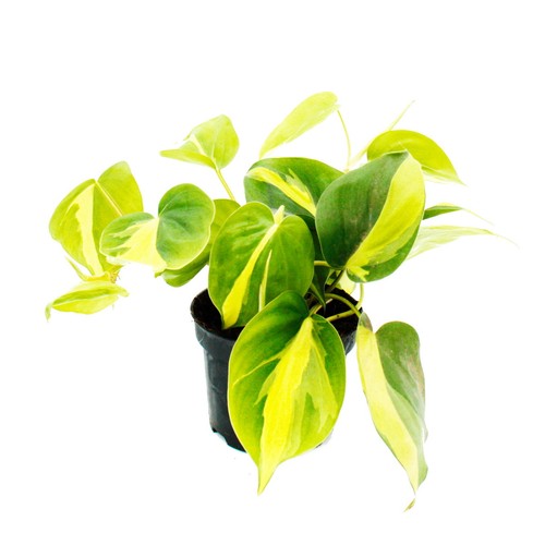 Philodendron scandens brasil - philodendron,