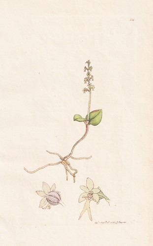 Ophrys cordata zweiblatt - cordata,