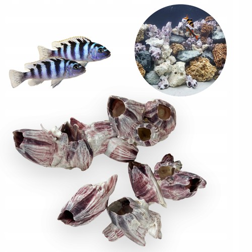 Aquarium dekorative muscheln - aquarium,