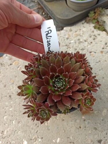 Sempervivum palisander - sempervivum, 'palisander'