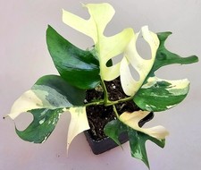 Rhaphidophora tetrasperma - rhaphidophora,