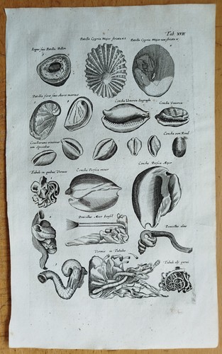 Muscheln - (t17), #