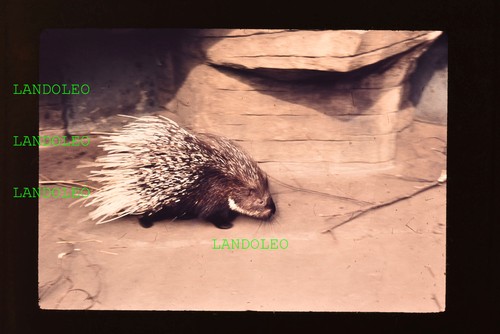 Dia leipzig 1961 zoo bild - zoo,