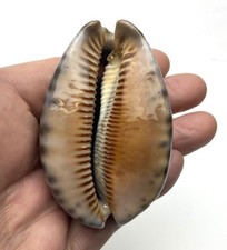 Cypraea arabica immanis aus eigener Sammlung #1541 sehr schönes Muster