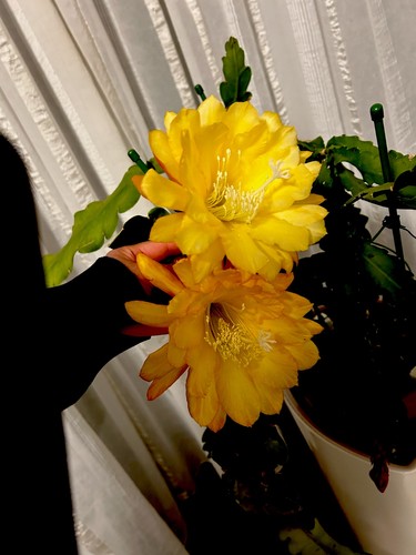 Epiphylllum chiba lovely - epiphylllum,